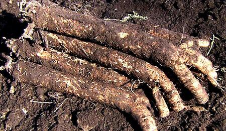 【セイショウ】京の希少野菜・堀川ごぼうを使用「京都堀川ごぼうチップス」［ 京都 スイーツ チップス おいしい 人気 おすすめ お取り寄せ お菓子 和菓子 ］