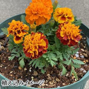 【ヨードクリーン】培養土（花の土）18L×３袋（計54L）