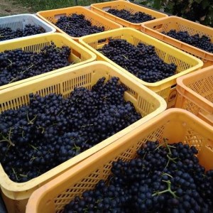 【吉田農園】京都越畑産サペラヴィ赤ワイン