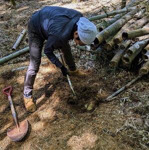 ＜先行予約＞【皮付き京都西山産】 朝掘りたけのこ ２kg（米ぬか付）【アドプランツコーポレーション】