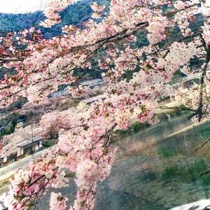 【マルナカ商事】京都スカーフ 「桜匂う ~渡月橋~」 1枚