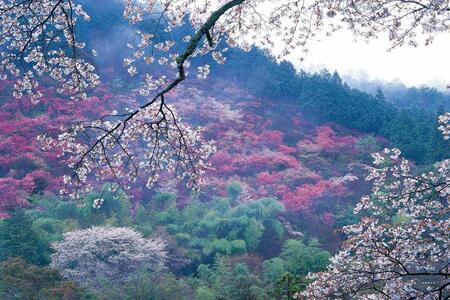 【マルナカ商事】京都スカーフ 「高雄 ~桜~」1枚