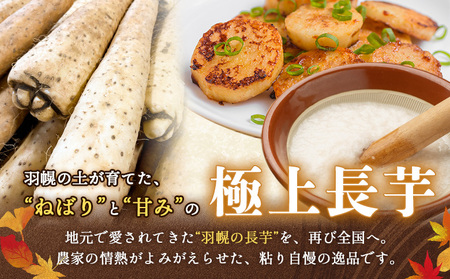 【秋堀り】中尾ファームのねばり 長芋 5kg【3400101】