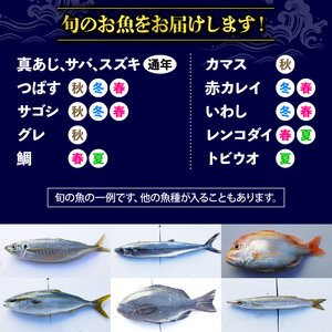 訳あり 鮮魚 詰め合わせ セット 3～4種 約2kg ： 2キロ 旬 厳選 朝 獲れ 鮮度 抜群 冷蔵 送料無料 あじ サバ ススキ つばす 鯵 鯖 鰯 サゴシ グレ 鯛 カマス 赤カレイ いわし レンコダイ トビウオ