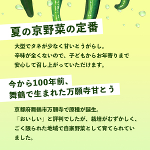 【2025年発送分】万願寺甘とう 化粧箱入 秀品 2kg ： 京野菜 万願寺とうがらし 万願寺甘とう