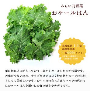 みらい乃野菜 はんなりレタス 10袋+2袋 ： 12袋 720g レタス ケール おケールはん 袋入 水耕栽培 野菜 れたす 葉物 サラダ 高抗酸化値 低硝酸態窒素 小分け 小袋 そのまま 食べれる 健康 身体にやさしい お試し 