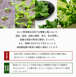 【 定期便１２回 】 みらい乃野菜 はんなりレタス 12袋（720g）×12回 ： レタス 水耕栽培レタス
