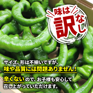 【5月中旬～11月下旬発送】 訳あり 万願寺とうがらし 1.8kg (900g×2箱) 万願寺唐辛子 万願寺 とうがらし 訳あり万願寺 訳あり野菜