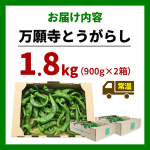 【5月中旬～11月下旬発送】 訳あり 万願寺とうがらし 1.8kg (900g×2箱) 万願寺唐辛子 万願寺 とうがらし 訳あり万願寺 訳あり野菜