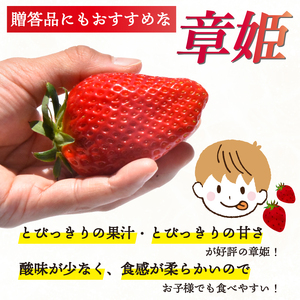【2027年1月中旬以降発送】 いちご 章姫 (大粒+中粒) 480g前後（240g×2） イチゴ 苺 いちご