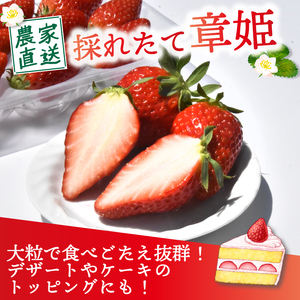 【2027年1月中旬以降発送】 いちご 章姫 (大粒+中粒) 480g前後（240g×2） イチゴ 苺 いちご