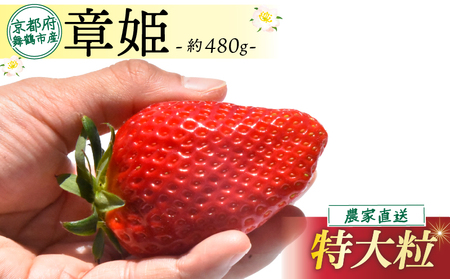 【2026年1月中旬以降発送】 いちご 章姫 (特大粒) 480g前後（240g×2） イチゴ 苺 いちご 7,110円