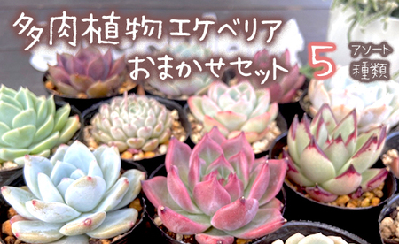 【2月発送】 多肉 植物 エケベリア 5種 多肉植物 おまかせ セット