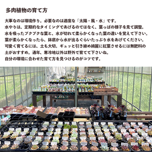  【2月発送】 多肉植物 エケベリア おまかせ セット 10種 多肉 植物