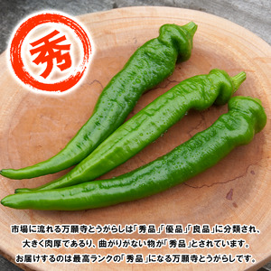 【5月中旬～11月下旬発送】 万願寺とうがらし 秀品 1kg 