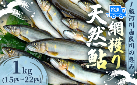 天然鮎 網獲り 冷凍 約1kg（約15匹～22匹）あゆ 鮎