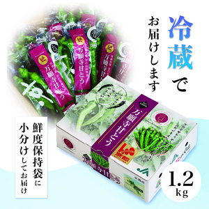 【2025年夏発送分】 京の伝統野菜 「万願寺甘とう」1箱 1.2㎏ ： 野菜 万願寺 万願寺とうがらし 甘唐辛子 甘とう 辛くない 夏野菜 緑黄色野菜 伝統野菜 地場野菜 地物 農協直送 京野菜 特産品 詰め合わせ ギフト 旬の野菜 京都産 舞鶴産 京都 舞鶴 舞鶴市JA