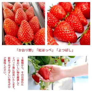 【1月下旬〜4月末頃発送】 朝採りいちご 約600g（約300g×2パック）紅ほっぺ・かおり野・よつぼし