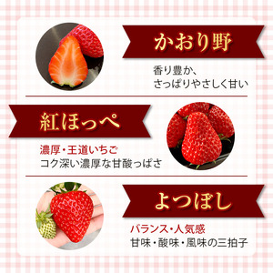 【1月下旬〜4月末頃発送】 朝採りいちご 約600g（約300g×2パック）紅ほっぺ・かおり野・よつぼし