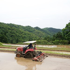 棚田米 5kg 精米 コシヒカリ 特別栽培米 7割削減 京都産 お米 農家直送 こしひかり 米 ご飯 白米 低農薬 減農薬 栽培 棚田 低農薬米 減農薬米 おいいしお米