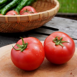 トマト 4kg 化粧箱入 甘い 農家直送 野菜 夏野菜 新鮮 鮮度 抜群 大玉トマト 完熟トマト 評判 好評 人気 濃厚 とまと リコピン ハウス栽培 京都 舞鶴 嵯峨根農園 ジュース パスタ トマトジュース ジャム 健康食品 美肌 美容 免疫 緑黄色野菜 お中元