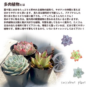 多肉植物 エケベリア おまかせセット 10種類 セット 観葉植物 【10月 ...