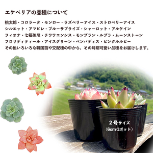 多肉植物 エケベリア おまかせセット 10種類 セット 観葉植物 【10月