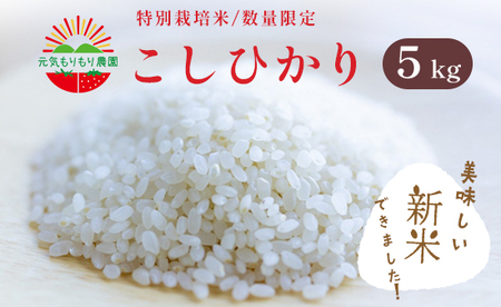 【9月末より発送】新米 令和5年産 特別栽培米 コシヒカリ 5kg 米 白米 新米 お米元気もりもり農園 超減農薬 京都府 舞鶴産