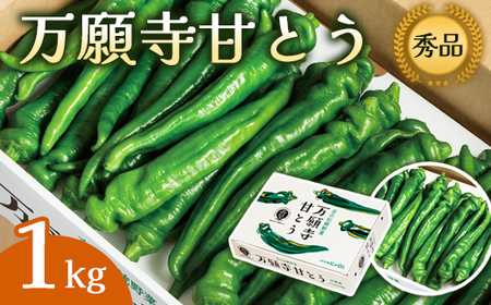 万願寺甘とう 秀品 1kg 【 京野菜 万願寺 とうがらし 】