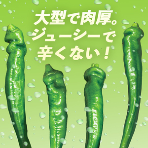万願寺甘とう 秀品 1kg 【 京野菜 万願寺 とうがらし 】