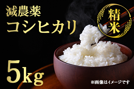【令和7年産】 減農薬コシヒカリ 精米 5kg 白米
