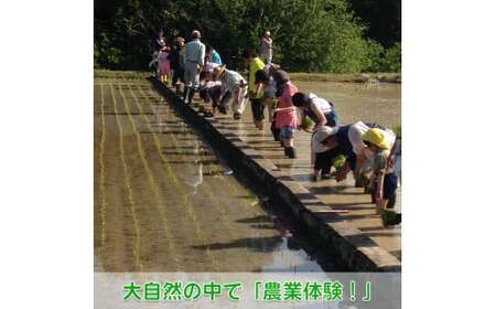 【農業体験（1名様）】無農薬野菜のプロフェッショナルと一緒に、楽しく充実のひと時を共に過ごしましょう！【 体験 農業体験 畑 無農薬 野菜 収穫 畑 農園 京都 綾部 】