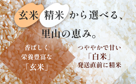コシヒカリ 丹波美人 5kg 精米 コシヒカリ