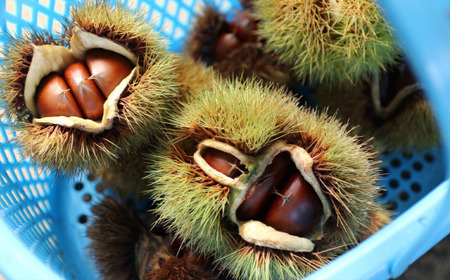 【26年1月上旬～下旬発送】丹波栗チーズテリーヌ  栗 チーズケーキ  