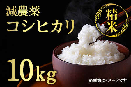 【令和7年産】 減農薬コシヒカリ 精米 10kg 白米 米
