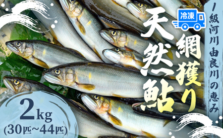 天然鮎 網獲り 冷凍 約2kg（約30匹～44匹）【 あゆ 鮎 アユ 天然鮎 冷凍鮎 鮎 】