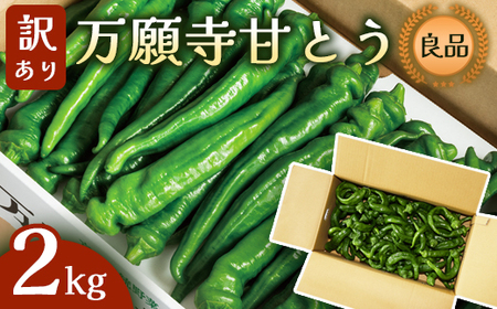 【訳あり】 万願寺甘とう 良品 2kg | 訳あり野菜 万願寺あまとう 万願寺とうがらし 京野菜