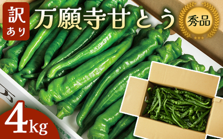 【訳あり】 万願寺甘とう 秀品 4kg | 訳あり野菜 万願寺あまとう 万願寺とうがらし 京野菜