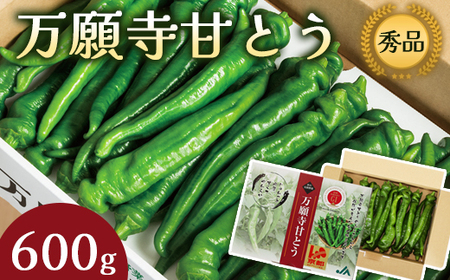 万願寺甘とう 秀品 600g 【 京野菜 野菜 地場野菜 京野菜 万願寺甘とう 】