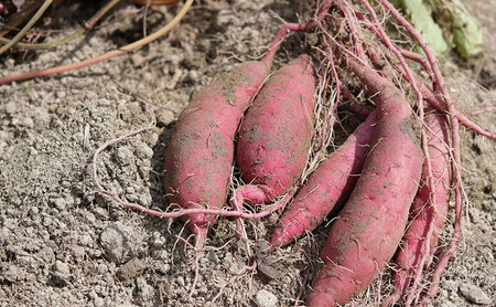 京都府産　サツマイモ (紅はるか) 3kg　栽培期間中農薬・化学肥料・除草剤不使用