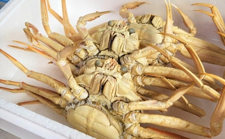 国産 子持ち 茹で セコガニ 大サイズ 2杯セット(冷蔵) カニ 蟹 かに 