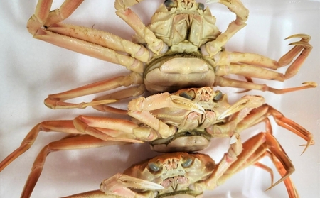 国産 子持ち 茹で セコガニ 大サイズ 2杯セット(冷蔵) カニ 蟹 かに 