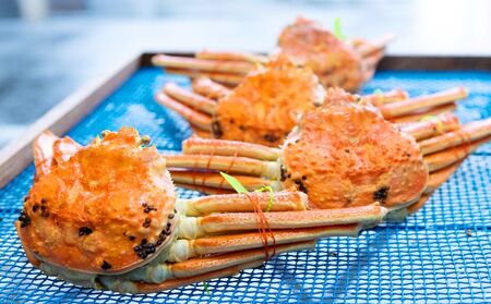 茹で松葉蟹 特上 1杯（1,200g級）〈11月中旬～2026年3月末頃発送〉 蟹 カニ かに 松葉蟹 松葉ガニ ズワイガニ ボイル