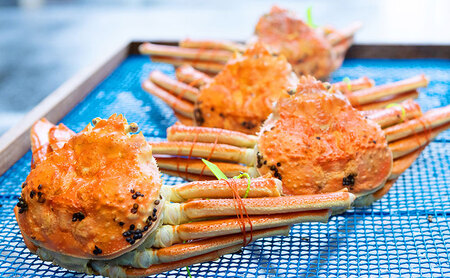 【配送日指定可】【数量限定】夫婦蟹 甲羅盛セット 松葉蟹 ほぐし身(特々大)※活き蟹(1,100g級)とコッペがに(中サイズ3個)