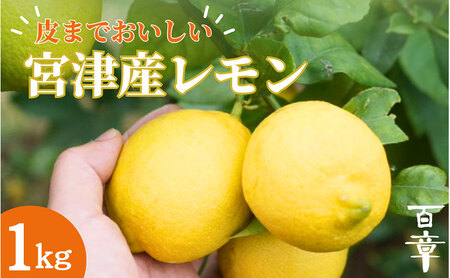 宮津産 レモン 1kg　国産 檸檬 柑橘類 果物 くだもの フルーツ  常温配送 京都府 宮津市