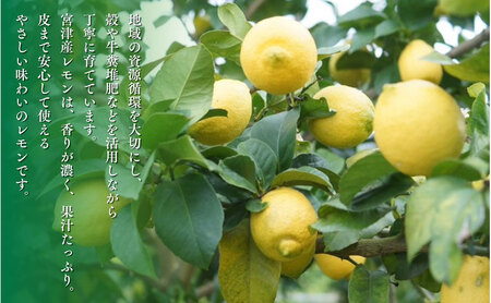 宮津産 レモン 1kg　国産 檸檬 柑橘類 果物 くだもの フルーツ  常温配送 京都府 宮津市