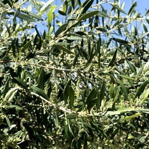 【ふるさと納税】京都宮津産 オーガニックオリーブ 石鹸 80g 植物性 保湿 美容 無添加 ソープ 天然 洗顔 固形 せっけん 手作り