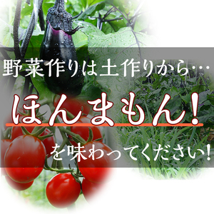 野菜 アスカ有機農園 旬の京野菜セットS 毎月4回定期便 野菜  野菜セット 旬野菜 厳選野菜