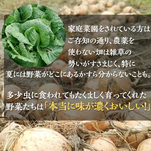 野菜 アスカ有機農園 旬の京野菜セットS 毎月4回定期便 野菜  野菜セット 旬野菜 厳選野菜