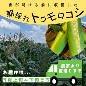 【先行予約】朝採れ とうもろこし 5kg スイートコーン ドルチェドリーム 甘い 早朝収穫〈アグリにのうみ〉京都 亀岡 農家直送 2025年産 ※北海道・沖縄・離島への配送不可 ※2025年7月上旬～7月下旬頃順次発送予定